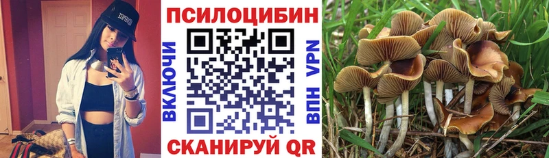 Псилоцибиновые грибы Psilocybine cubensis  Черкесск 